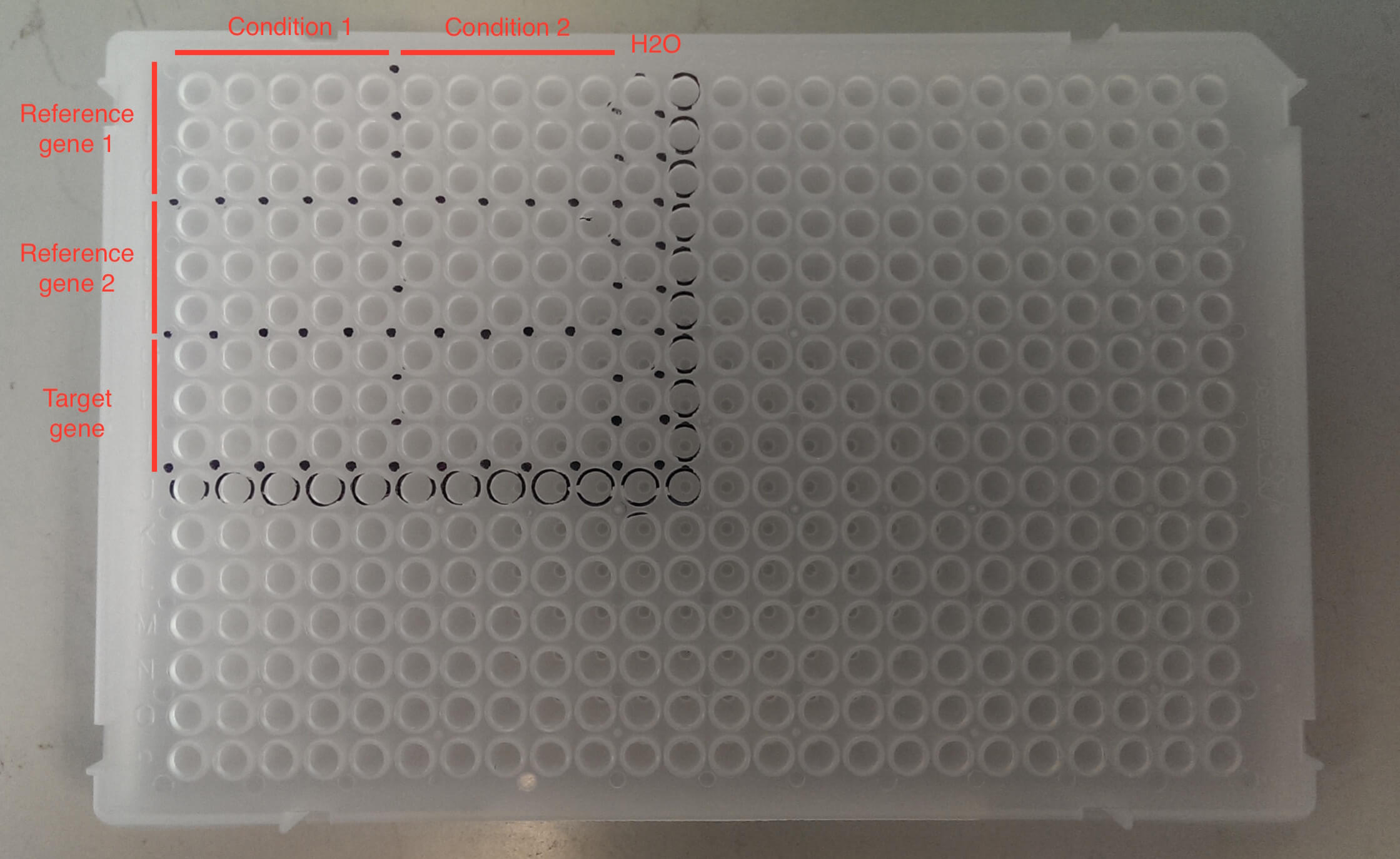 Barrick Lab :: Qpcr With 384 Well Plate Template