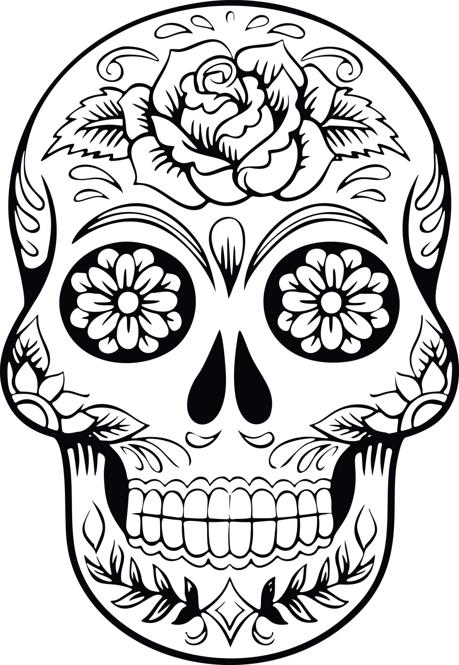 Best Coloring : Free Skull Anatomy Pages Muscular System For Blank Sugar Skull Template