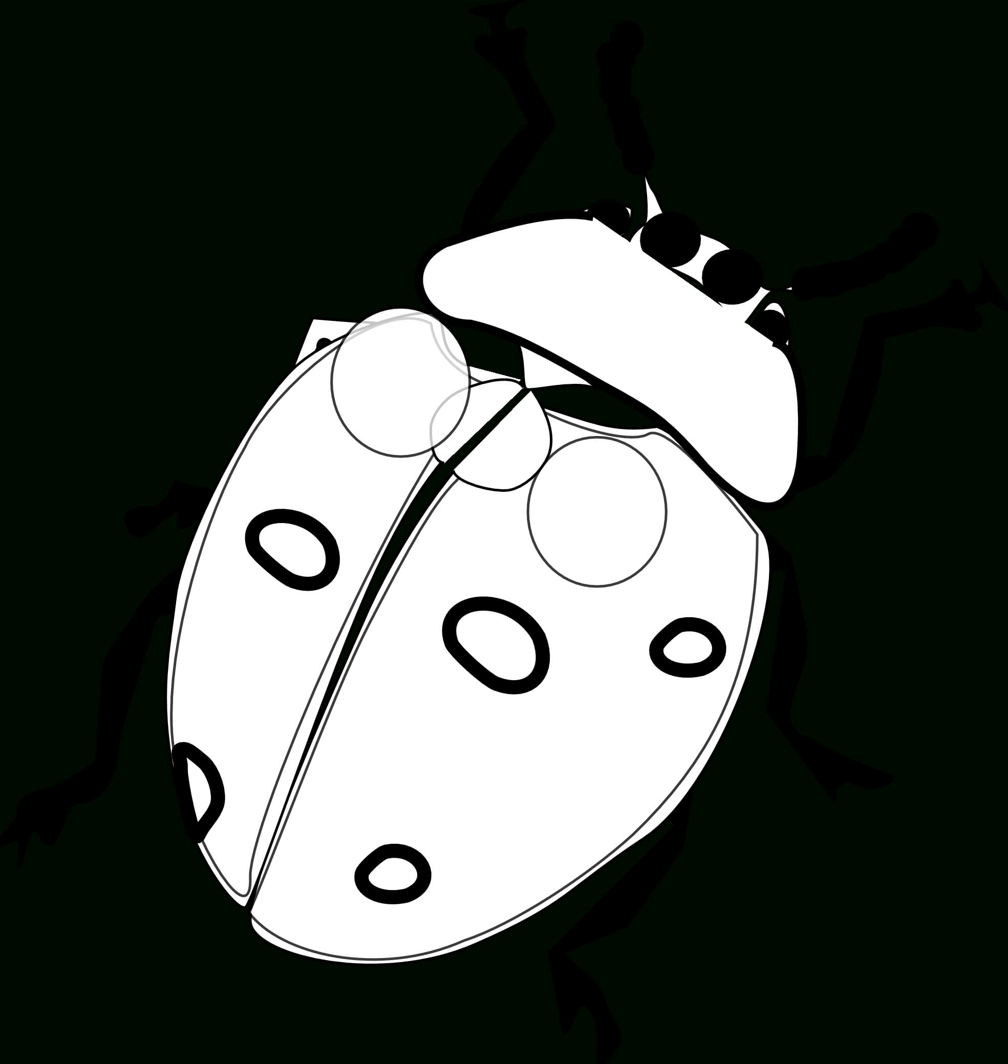Drawing Ladybug Blank, Picture #2224421 Drawing Ladybug Blank With Regard To Blank Ladybug Template