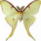 Free Printable Butterfly Labels, Make Custom Labels, Free Regarding Butterfly Labels Templates